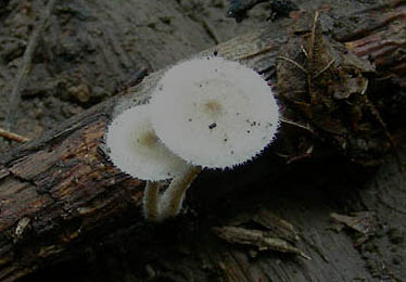 Polyporus arcularius? fotog.22.09.09